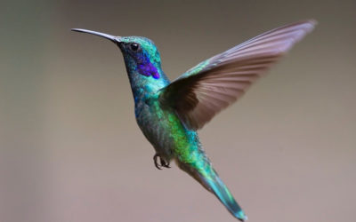 Simbolika kolibri ptičice